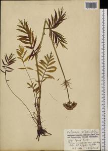 Valeriana officinalis L., Siberia, Russian Far East (S6) (Russia)