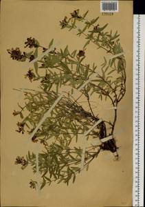 Dracocephalum integrifolium Bunge, Siberia, Western (Kazakhstan) Altai Mountains (S2a) (Kazakhstan)