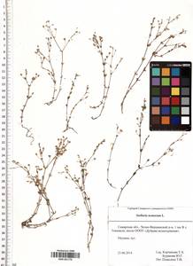 SMR001776, Stellaria nemorum L., Eastern Europe, Middle Volga region (E8) (Russia)