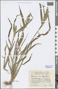 Echinochloa crus-galli (L.) P.Beauv., South Asia, South Asia (Asia outside ex-Soviet states and Mongolia) (ASIA) (China)