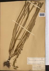 Eremurus altaicus (Pall.) Steven, Middle Asia, Northern & Central Tian Shan (M4) (Kazakhstan)