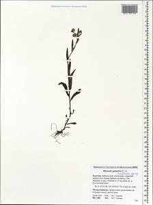 Myosotis scorpioides L., Siberia, Baikal & Transbaikal region (S4) (Russia)