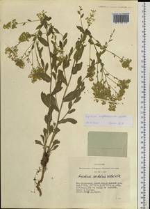 Lepidium cordatum Willd. ex DC., Siberia, Altai & Sayany Mountains (S2) (Russia)