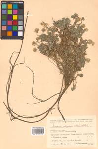 Christolea parryoides (Cham.) N. Busch, Siberia, Chukotka & Kamchatka (S7) (Russia)