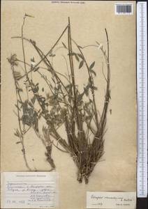 Astragalus scheremetevianus Fedtsch., Middle Asia, Pamir & Pamiro-Alai (M2) (Tajikistan)
