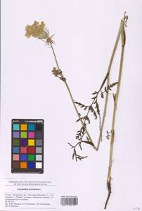 Silphiodaucus prutenicus subsp. prutenicus, Eastern Europe, Middle Volga region (E8) (Russia)