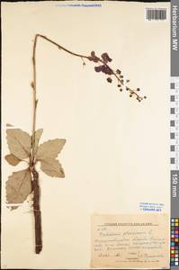 Verbascum phoeniceum L., Eastern Europe, North Ukrainian region (E11) (Ukraine)