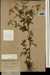 Tanacetum partheniifolium (Willd.) Sch. Bip., Crimea (KRYM) (Russia)