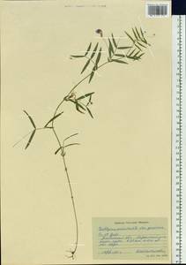 Lathyrus palustris L., Siberia, Western Siberia (S1) (Russia)