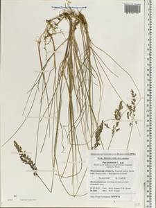 Poa pratensis L., Eastern Europe, Northern region (E1) (Russia)