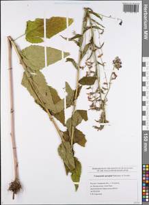 Campanula × spryginii Saksonov, Tzvelev & Bot.Zhurn., Eastern Europe, Middle Volga region (E8) (Russia)