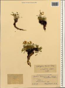 Astragalus levieri Freyn ex Somm et Levier, Caucasus, North Ossetia, Ingushetia & Chechnya (K1c) (Russia)