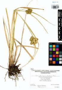 Carex capricornis Meinsh. ex Maxim., Siberia, Baikal & Transbaikal region (S4) (Russia)