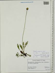 Pilosella piloselliflora (Nägeli & Peter) Soják, Eastern Europe, Central forest region (E5) (Russia)