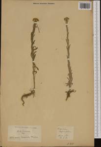 Erysimum crepidifolium Rchb., Western Europe (EUR) (Germany)