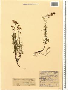 Hypericum asperuloides Czern. & Turcz., Caucasus, North Ossetia, Ingushetia & Chechnya (K1c) (Russia)