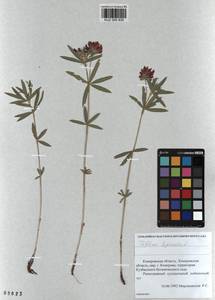 KUZ 000 835, Trifolium lupinaster L., Siberia, Altai & Sayany Mountains (S2) (Russia)
