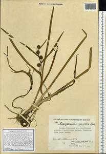 Sparganium emersum Rehmann, Siberia, Yakutia (S5) (Russia)