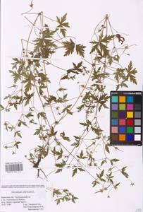 Geranium sibiricum L., Eastern Europe, Western region (E3) (Russia)