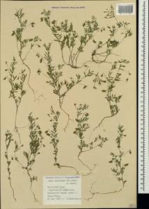 Vicia lentoides (Ten.) Coss. & Germ., Crimea (KRYM) (Russia)