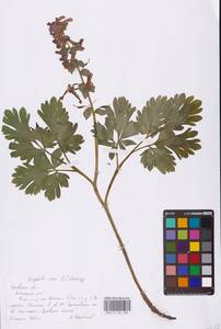 Corydalis cava (L.) Schweigg. & Körte, Eastern Europe, Central forest-and-steppe region (E6) (Russia)