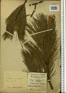 Pinus sibirica Du Tour, Eastern Europe, Eastern region (E10) (Russia)