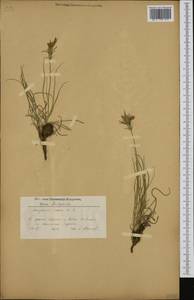 Podospermum roseum (Waldst. & Kit.) Gemeinholzer & Greuter, Western Europe (EUR) (Bulgaria)