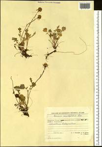Packera heterophylla (Fisch.) E. L. Wiebe, Siberia, Chukotka & Kamchatka (S7) (Russia)