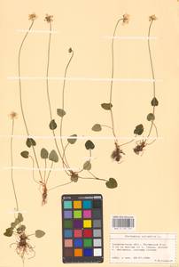 Parnassia palustris L., Eastern Europe, West Ukrainian region (E13) (Ukraine)