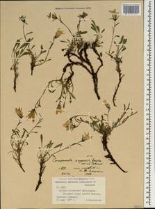 Campanula bellidifolia subsp. bellidifolia, Caucasus, North Ossetia, Ingushetia & Chechnya (K1c) (Russia)