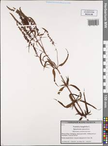 Veronica longifolia L., Eastern Europe, Belarus (E3a) (Belarus)