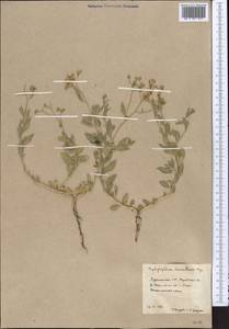 Haplophyllum versicolor Fisch. & C. A. Mey., Middle Asia, Karakum (M6) (Turkmenistan)