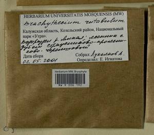 Brachythecium rutabulum (Hedw.) Schimp., Bryophytes, Bryophytes - Middle Russia (B6) (Russia)