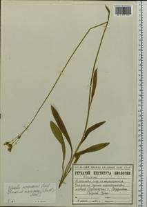 Pilosella cymosa subsp. vaillantii (Tausch) S. Bräut. & Greuter, Eastern Europe, Eastern region (E10) (Russia)