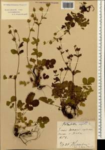 Drymocallis rupestris (L.) Soják, Caucasus, Krasnodar Krai & Adygea (K1a) (Russia)