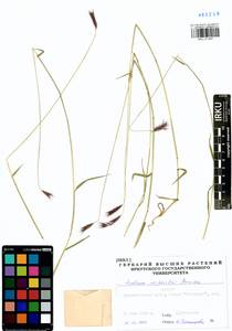 Hordeum roshevitzii Bowden, Siberia, Baikal & Transbaikal region (S4) (Russia)