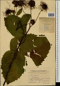 Telekia speciosa (Schreb.) Baumg., Caucasus, Krasnodar Krai & Adygea (K1a) (Russia)
