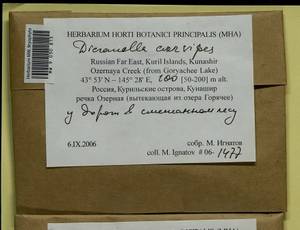 Dicranella curvipes (Lindb.) Ignatov, Bryophytes, Bryophytes - Russian Far East (excl. Chukotka & Kamchatka) (B20) (Russia)