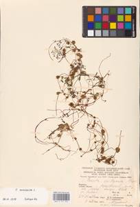 Cuscuta europaea L., Eastern Europe, West Ukrainian region (E13) (Ukraine)