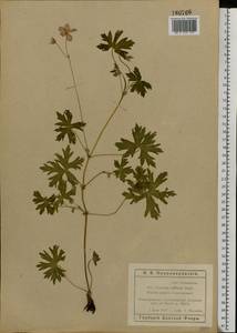Geranium collinum Stephan ex Willd., Eastern Europe, Rostov Oblast (E12a) (Russia)