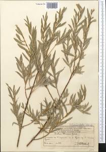Salix blakii Görz, Middle Asia, Western Tian Shan & Karatau (M3) (Kazakhstan)