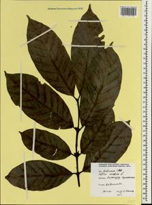 Coffea arabica L., South Asia, South Asia (Asia outside ex-Soviet states and Mongolia) (ASIA) (Sri Lanka)