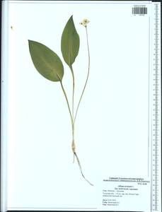 Allium ursinum L., Eastern Europe, Central region (E4) (Russia)