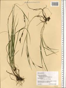 Carex panicea L., Eastern Europe, Western region (E3) (Russia)