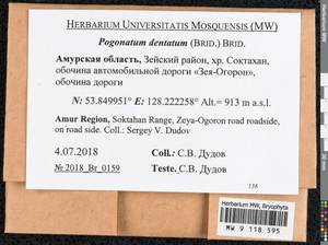 Pogonatum dentatum (Menzies ex Brid.) Brid., Bryophytes, Bryophytes - Russian Far East (excl. Chukotka & Kamchatka) (B20) (Russia)