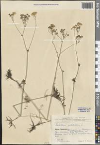 Thalictrum petaloideum L., South Asia, South Asia (Asia outside ex-Soviet states and Mongolia) (ASIA) (China)