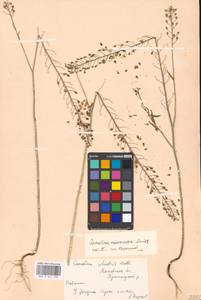 Camelina microcarpa Andrz. ex DC., Eastern Europe, Moscow region (E4a) (Russia)