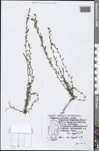 Polygonum arenastrum subsp. calcatum (Lindm.) Wissk., Eastern Europe, Volga-Kama region (E7) (Russia)