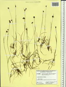 Luzula multiflora subsp. sibirica V. I. Krecz., Siberia, Central Siberia (S3) (Russia)