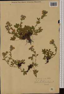 Potentilla caulescens L., Western Europe (EUR) (Austria)